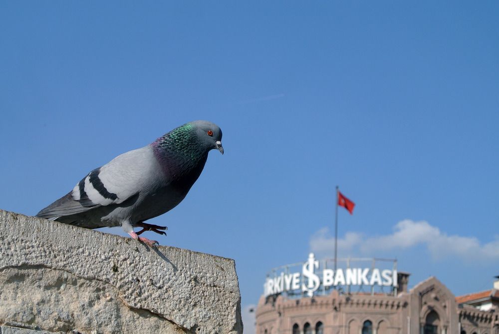 Pigeon on the statue