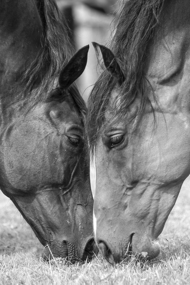 Равноправие