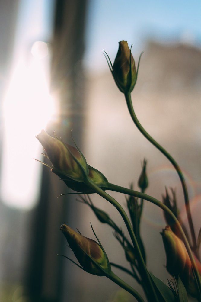 Утреннее настроение