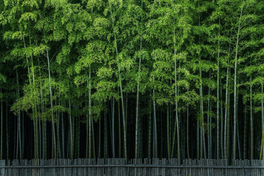 Bamboo grove