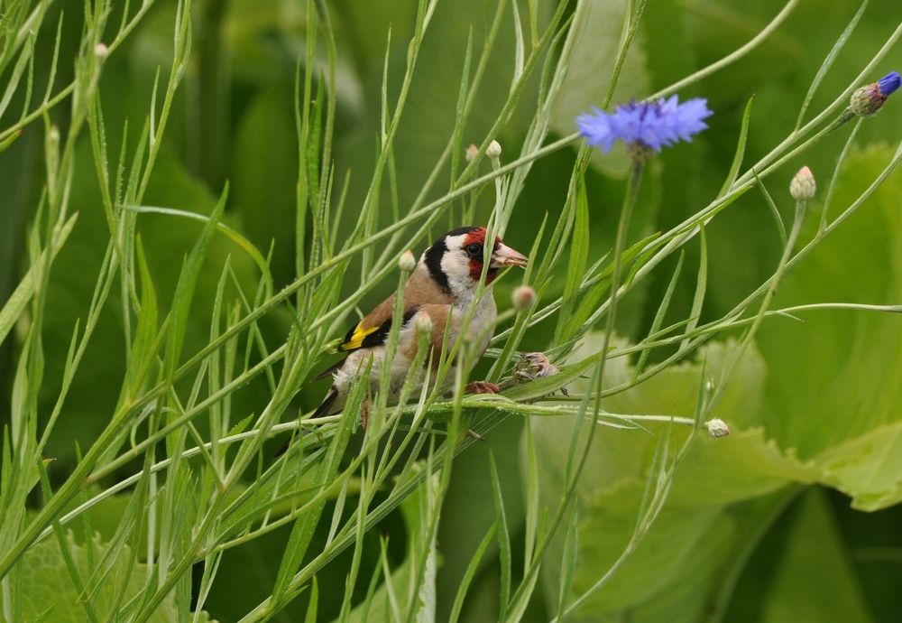 Щегол в Васильках
