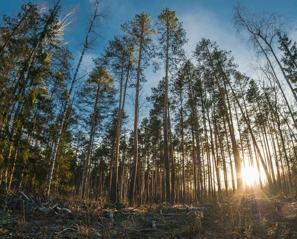Фотоохота - По следу лося