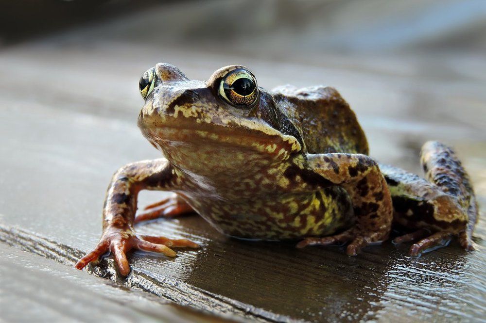 Парадный портрет