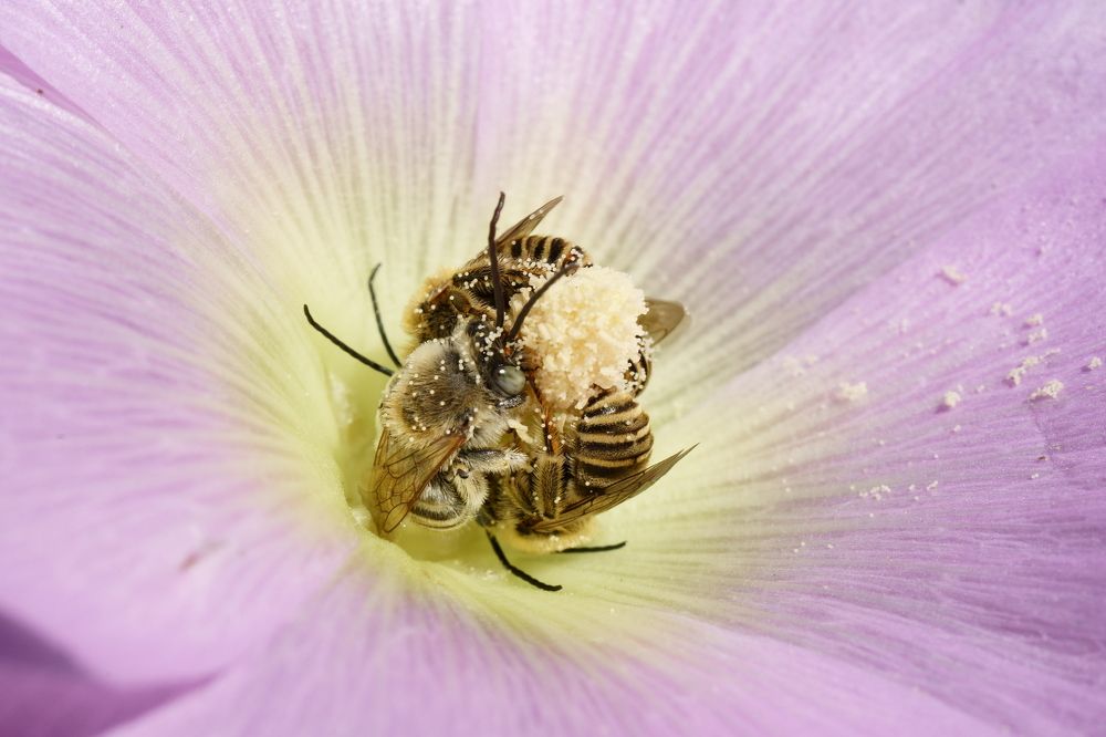 Дикие пчелы