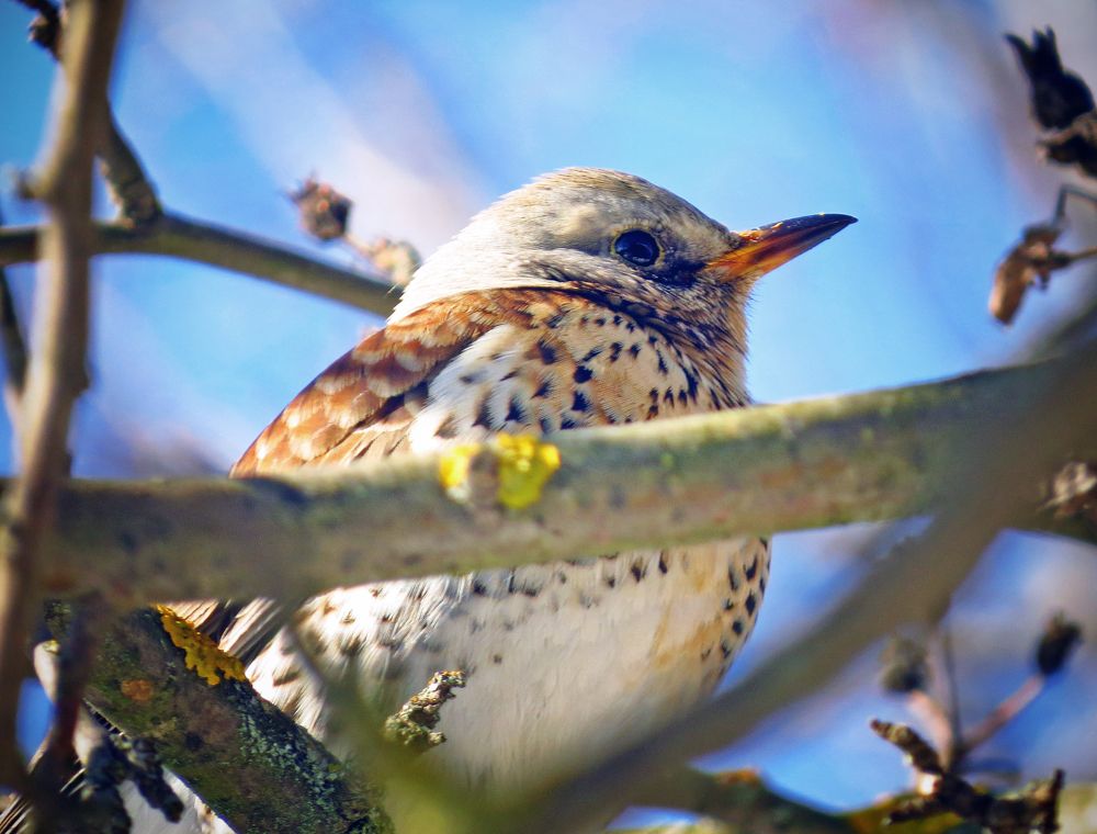 Дрозд-рябинник