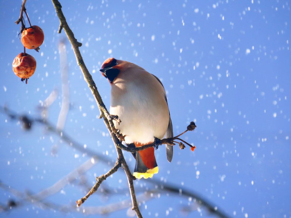 Снегопад и свиристель