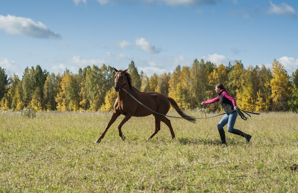 Трекенский галоп