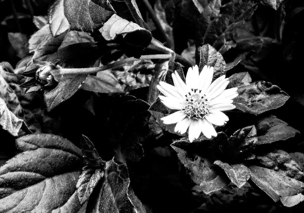 Photograph by MD. Mosarrof Hossain