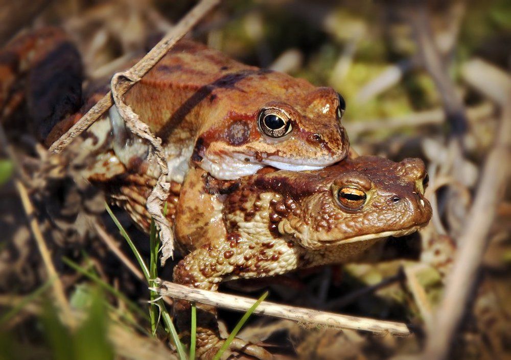 Путь к водоёму