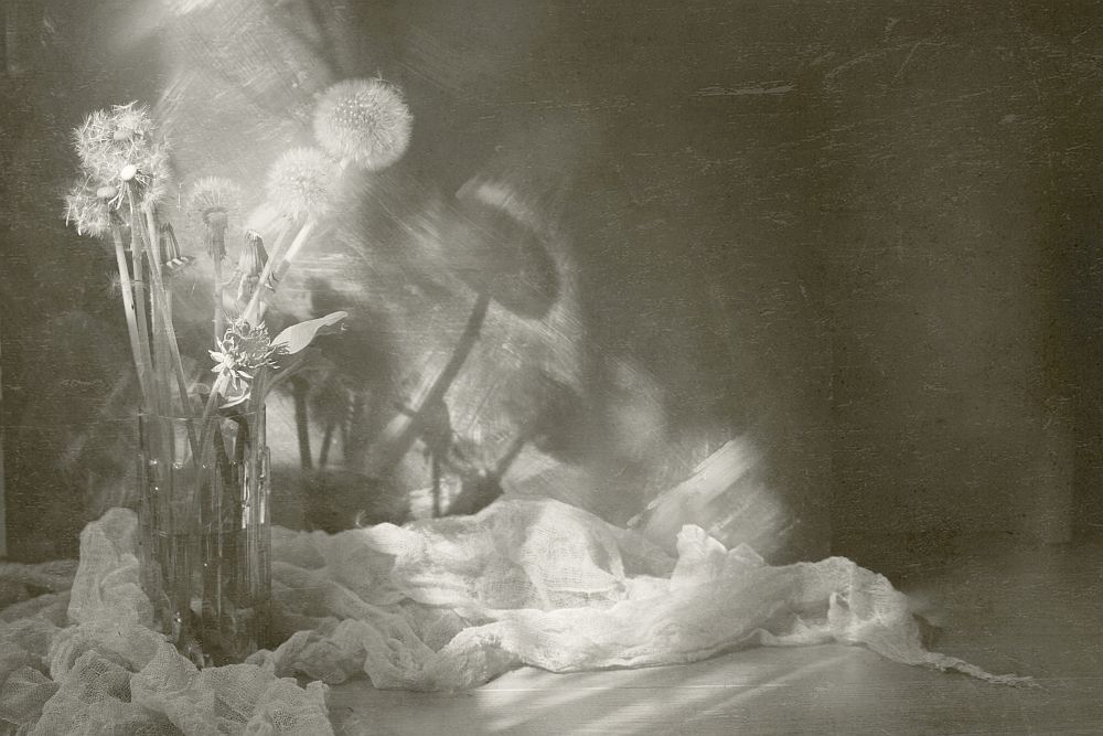 Одуванчики