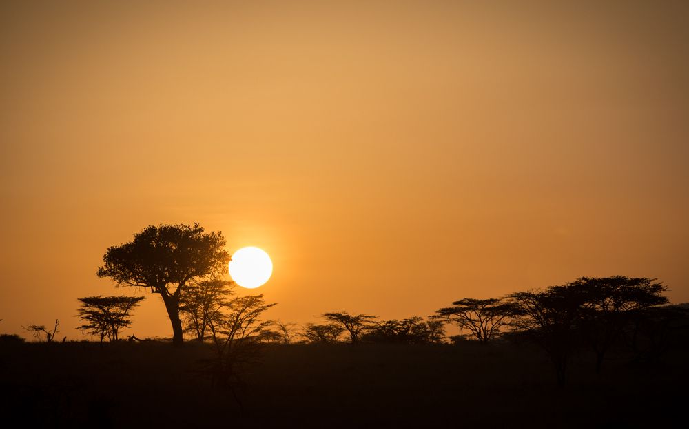 Sunrise in the Serengeti
