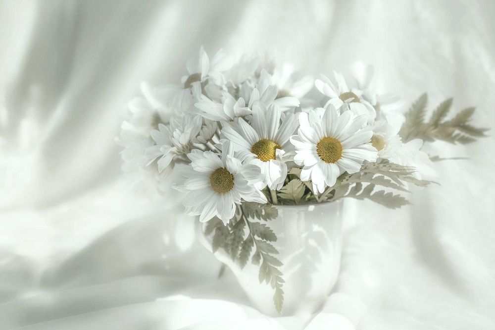 Просто ромашки