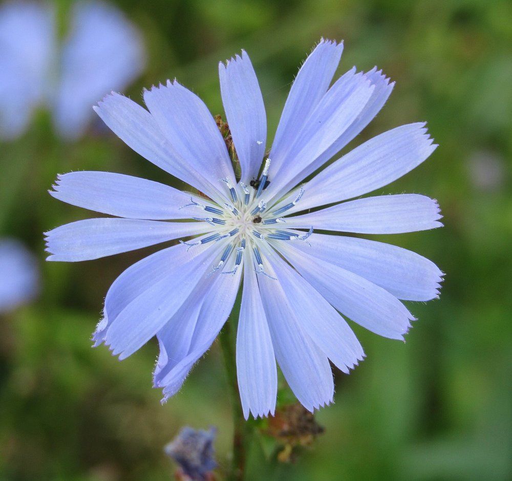Цвет настроения синий