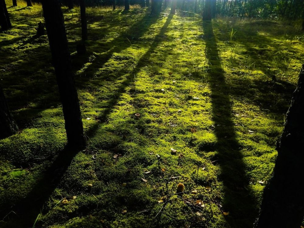 Лесная красота