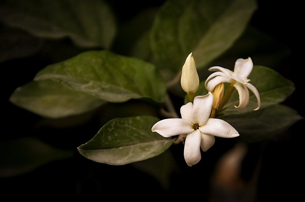 Photograph by alaa raad almaialy