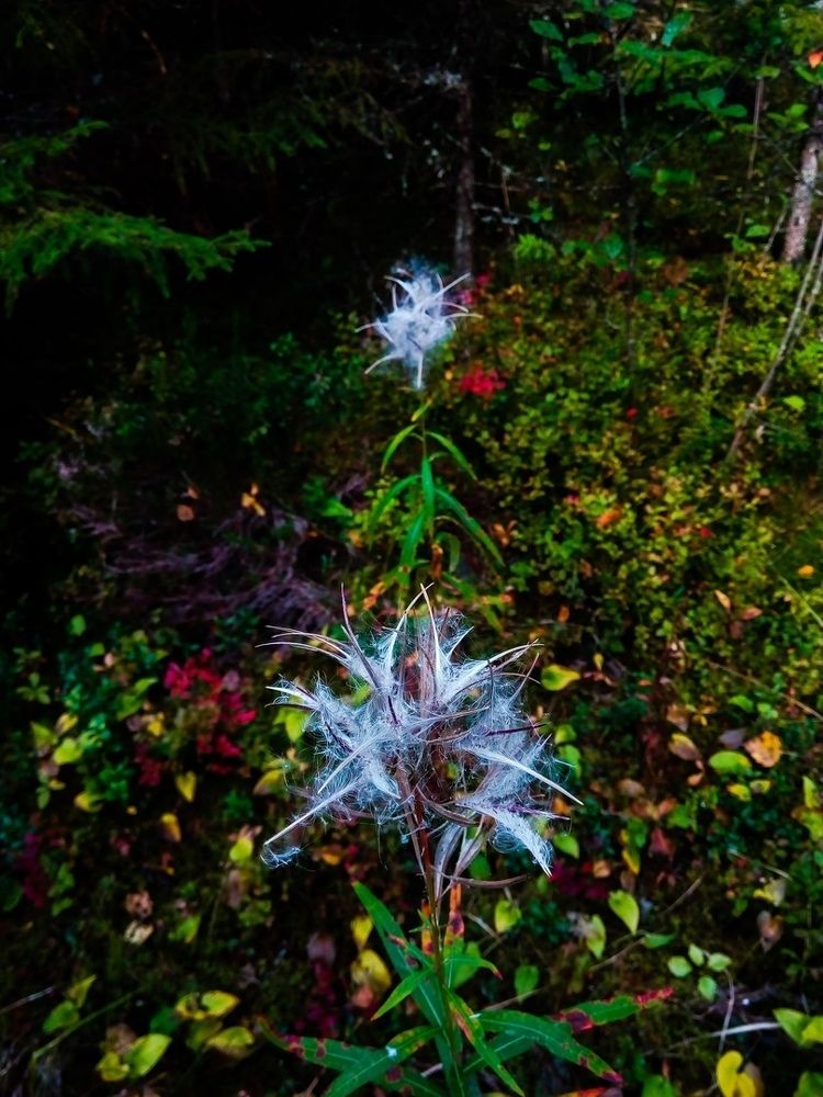 Лесные краски...