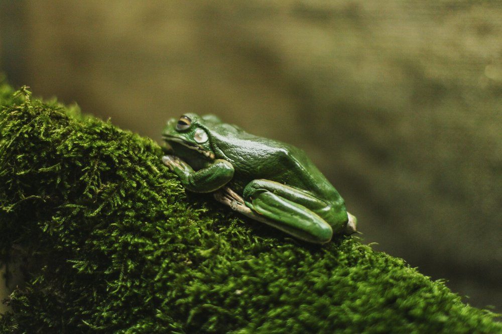Green frog