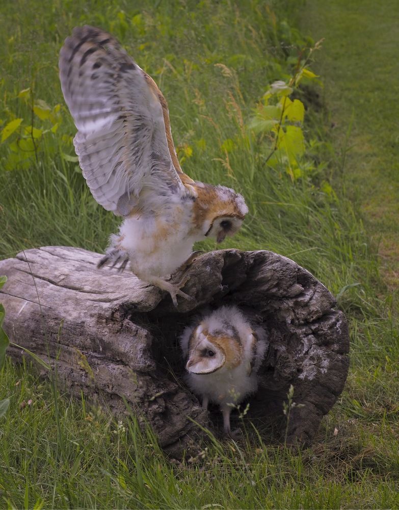 baby snow owl
