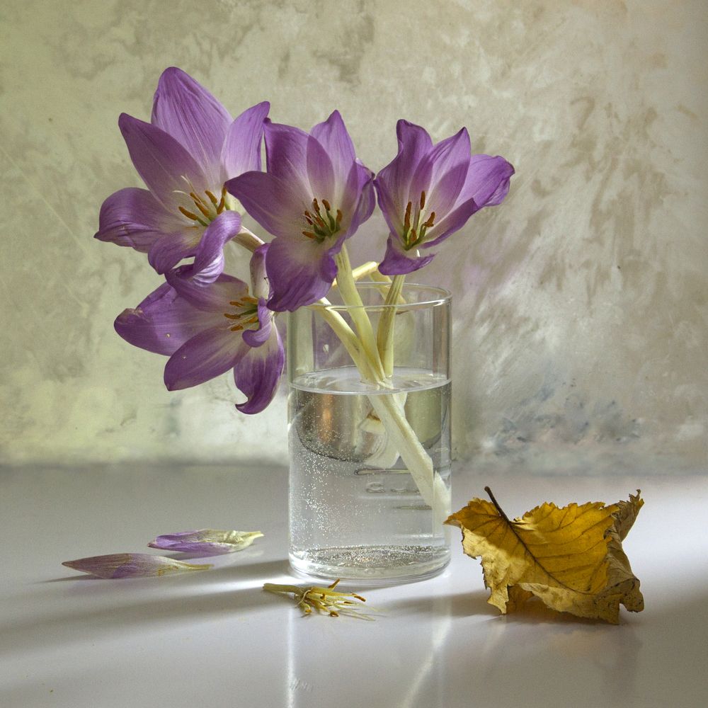 безвременник осенний