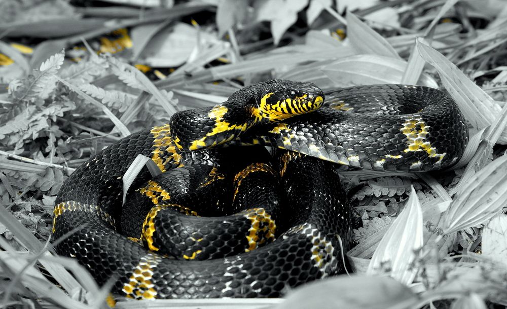 Амурский....