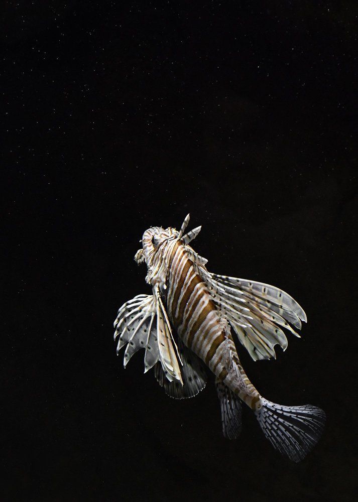 Рыба-зебра(крылатка)