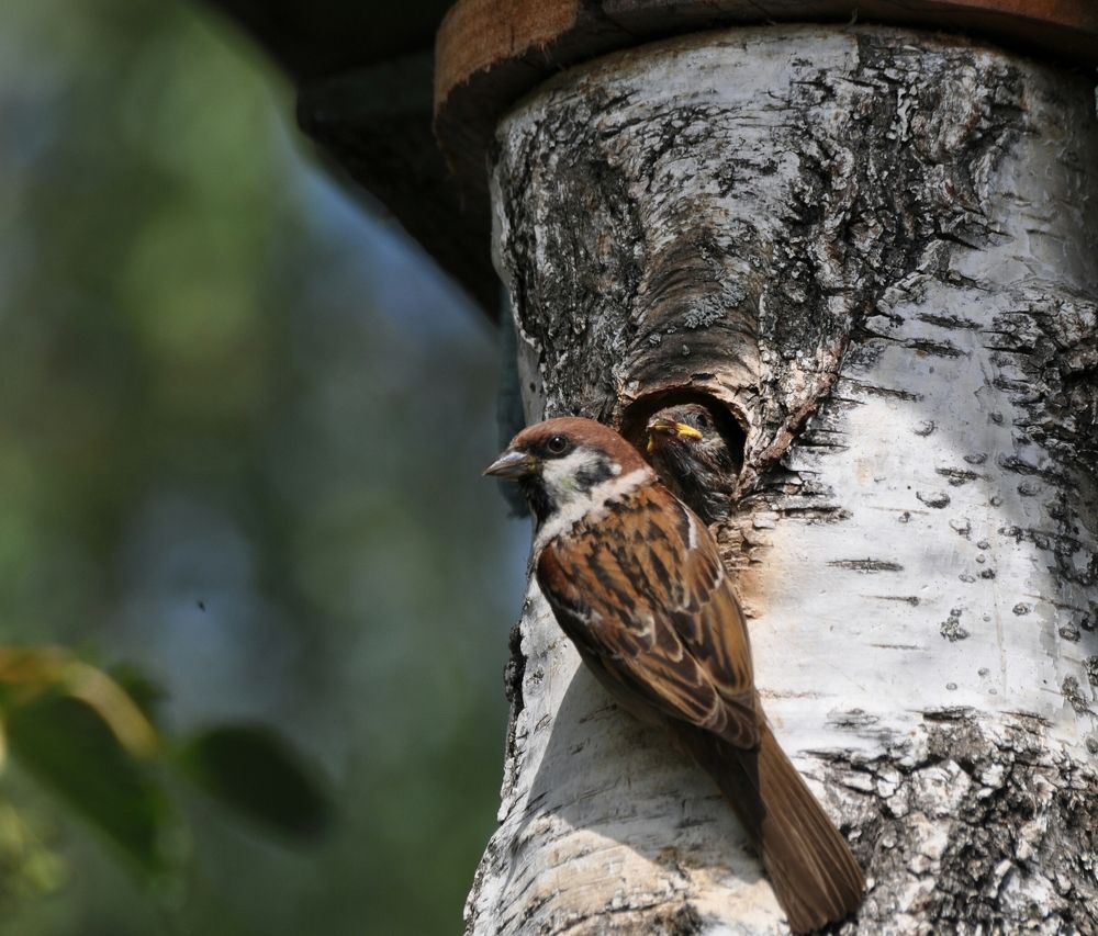 Счастливая мама