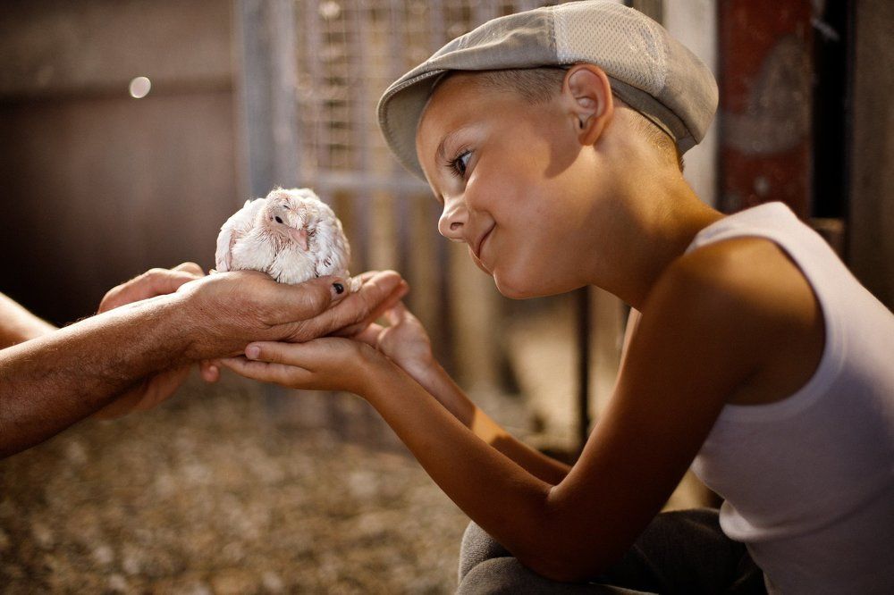Любовь и голуби. Связь поколений.
