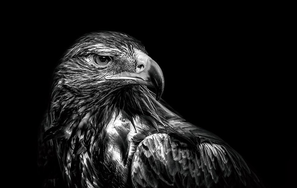 The queen in the dark