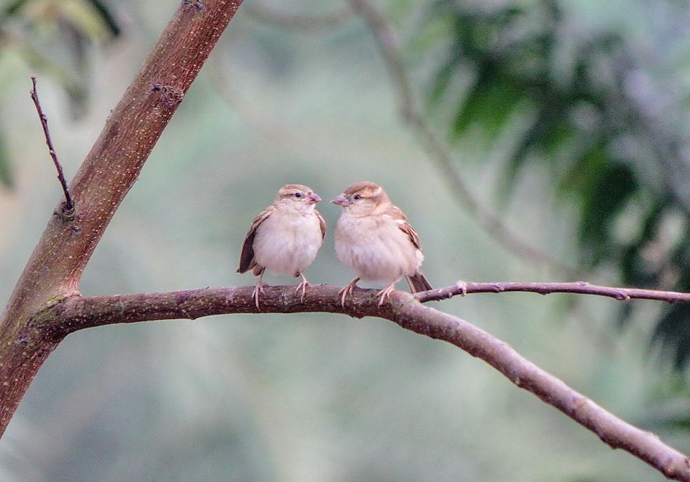 Sparros Gossiping