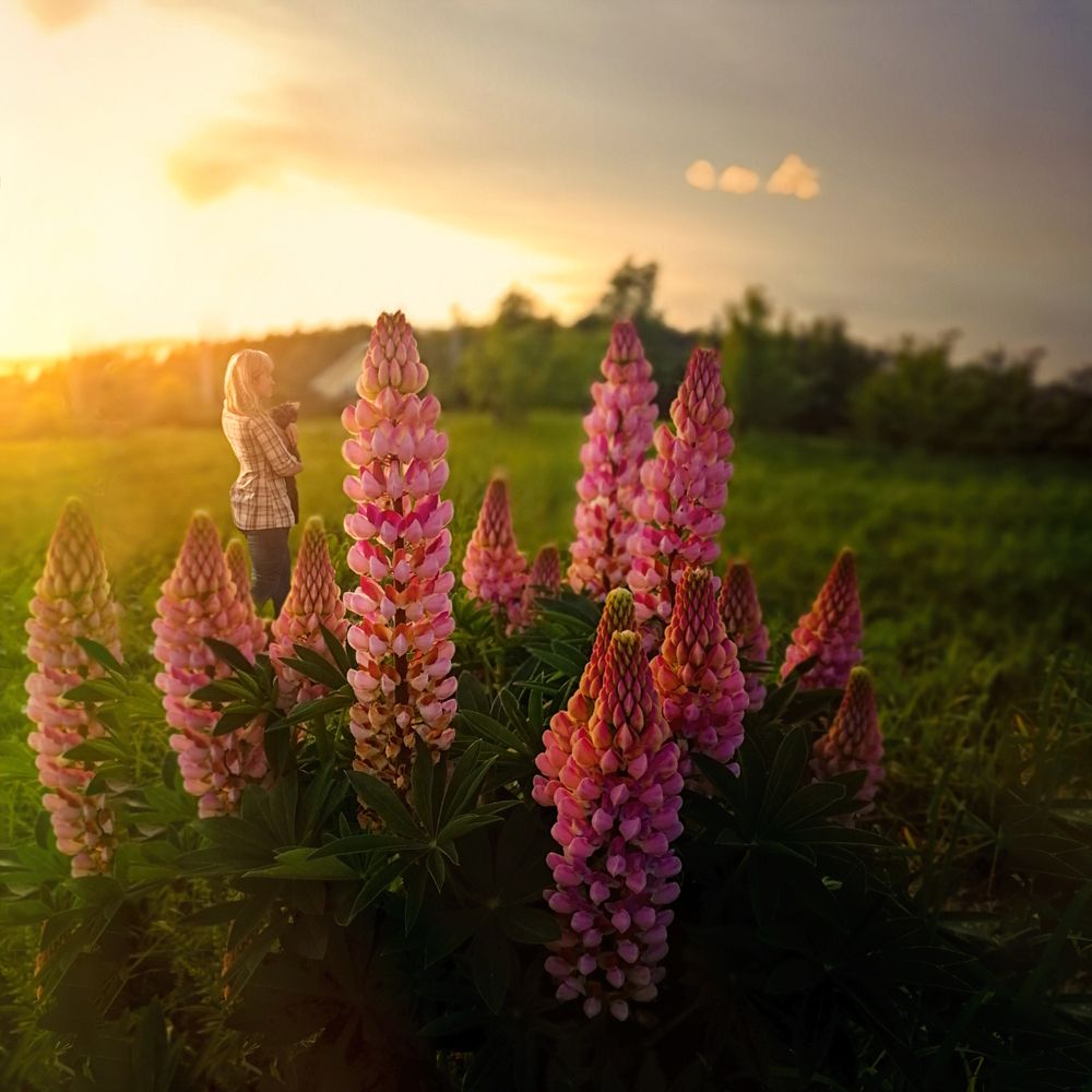 Цветок волка