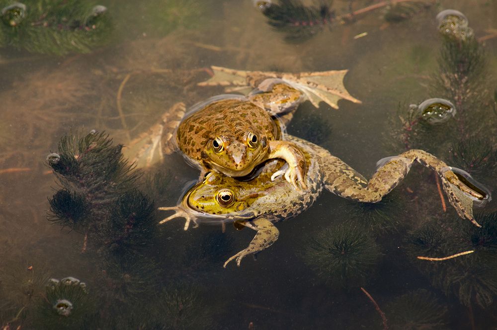 Это любовь...