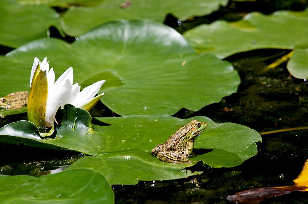 В ожидании принца