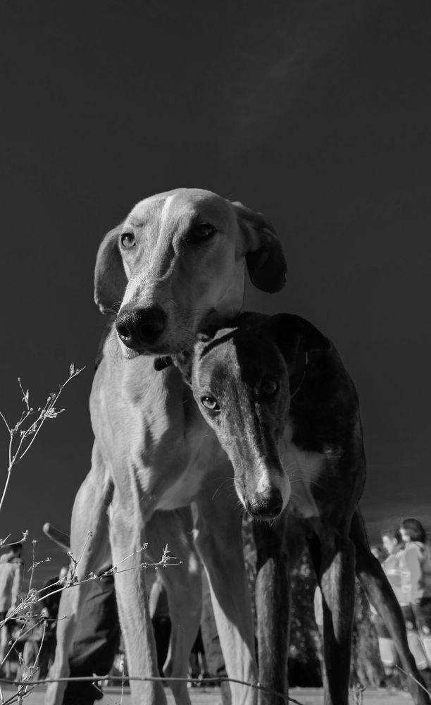 Adopción de Perros