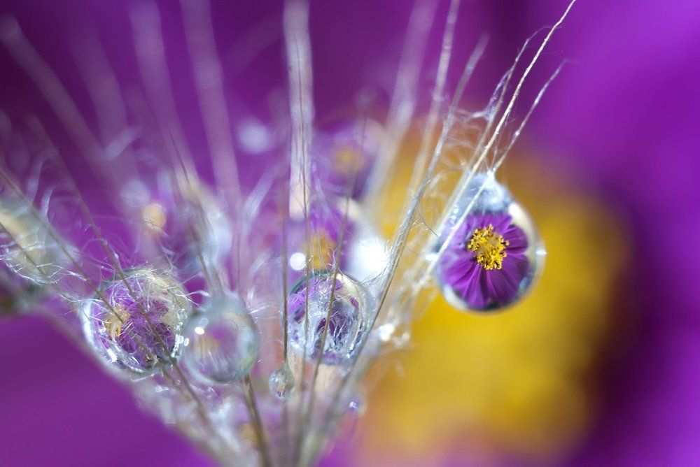 Цветок в капельке