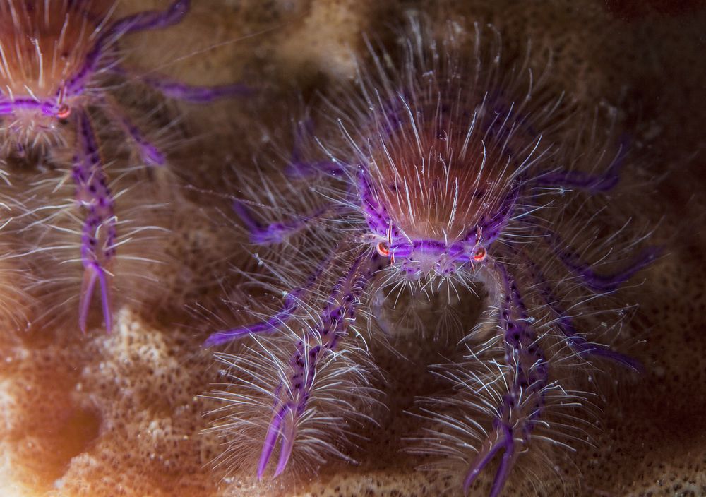 подводный гламур