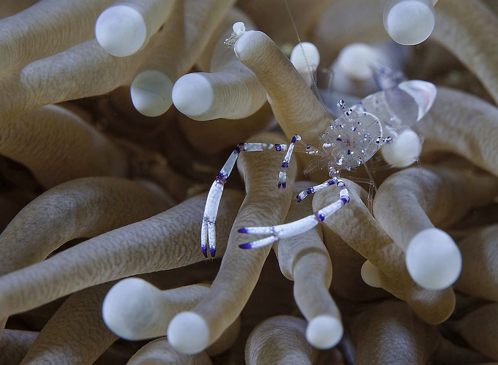 подводный патруль