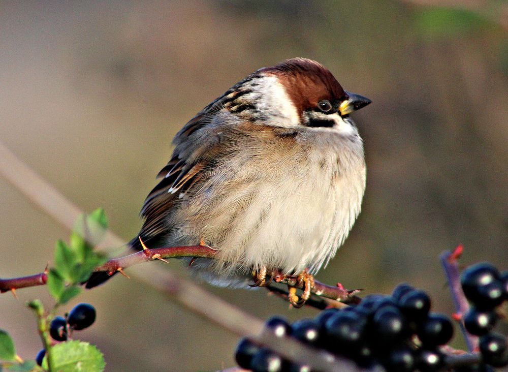 Воробышек следит за мной.