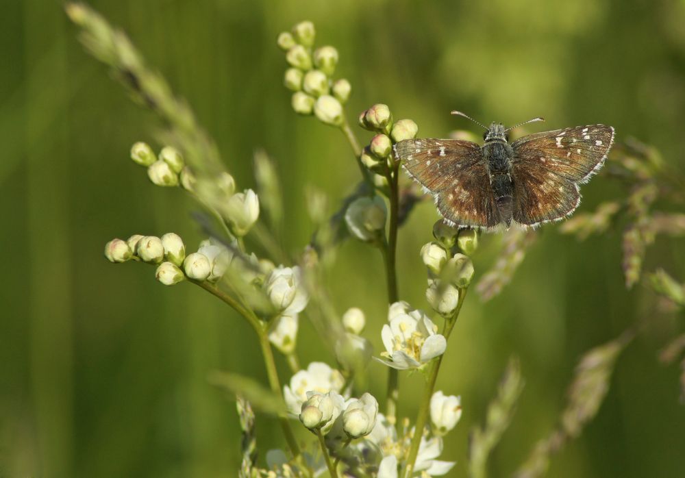 Толстоголовка