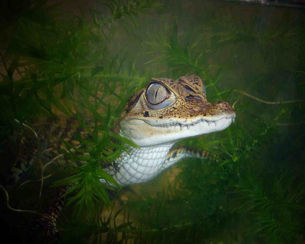 кайман