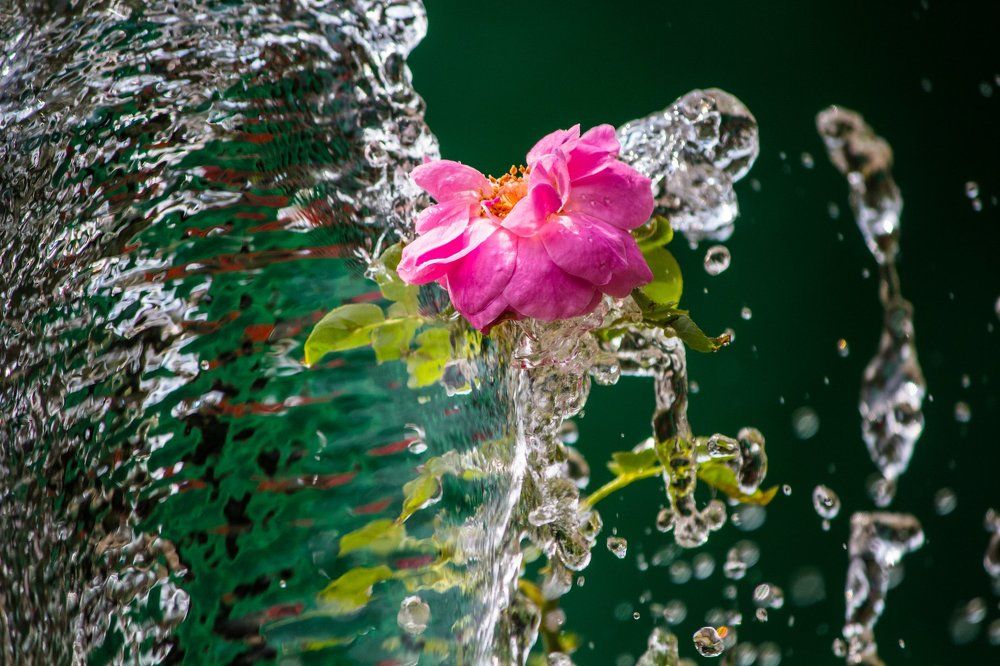 Always Flowers are more pretty