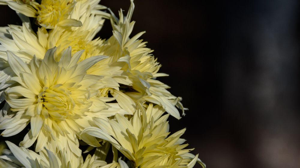 Macro of white flower