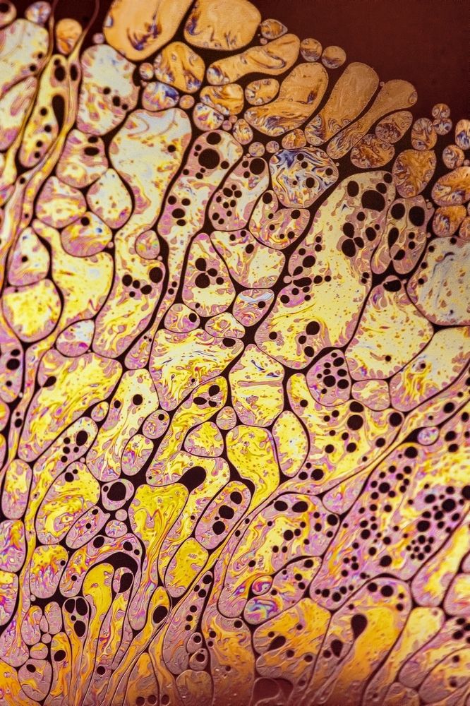 The cells