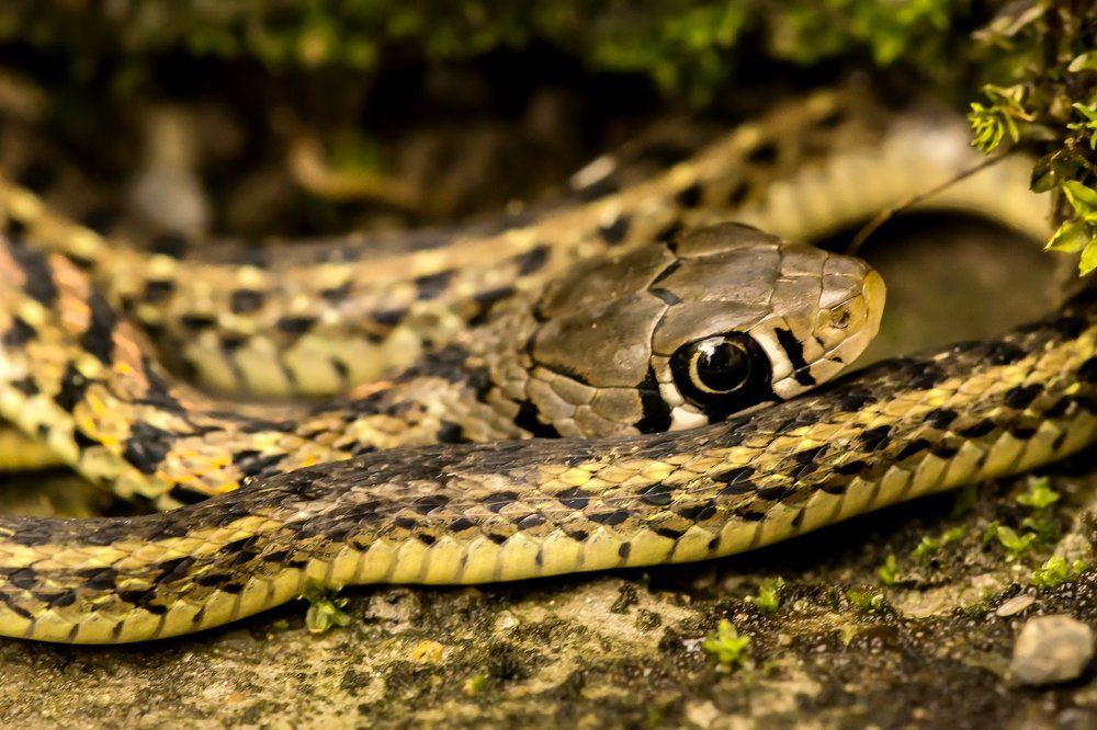 Snake