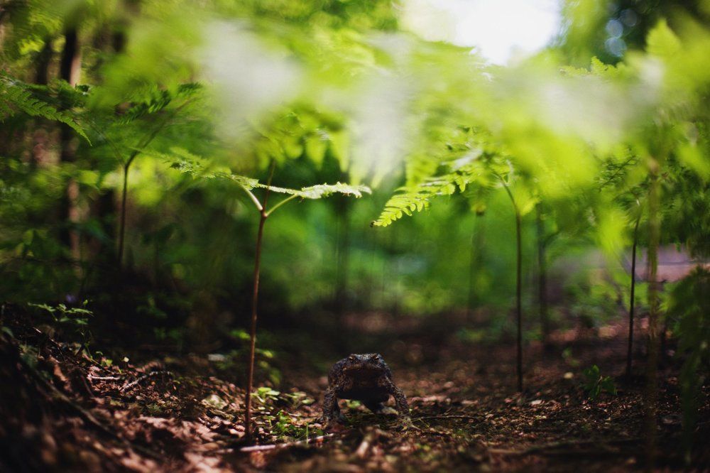 В тени папоротника