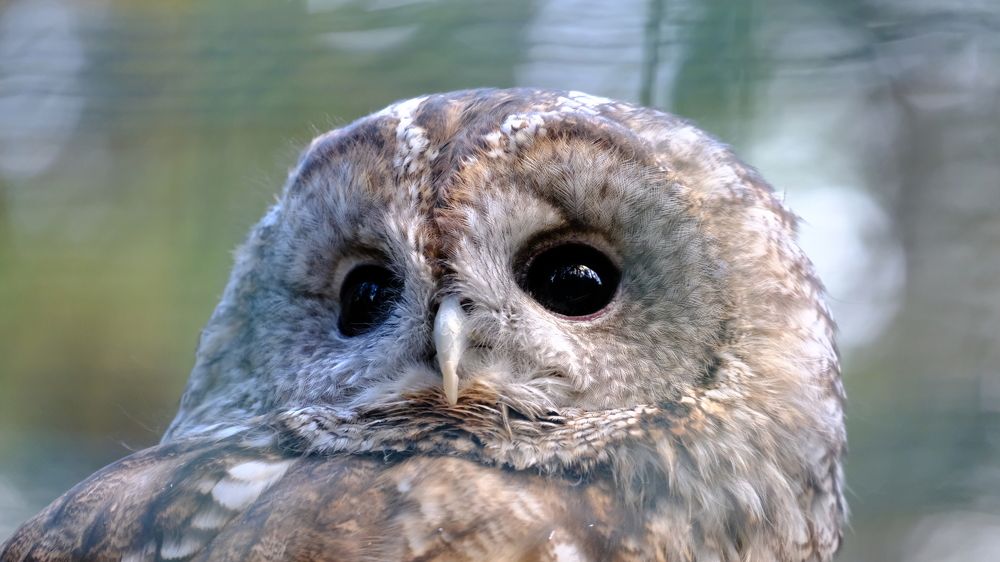 Глаза мудрости