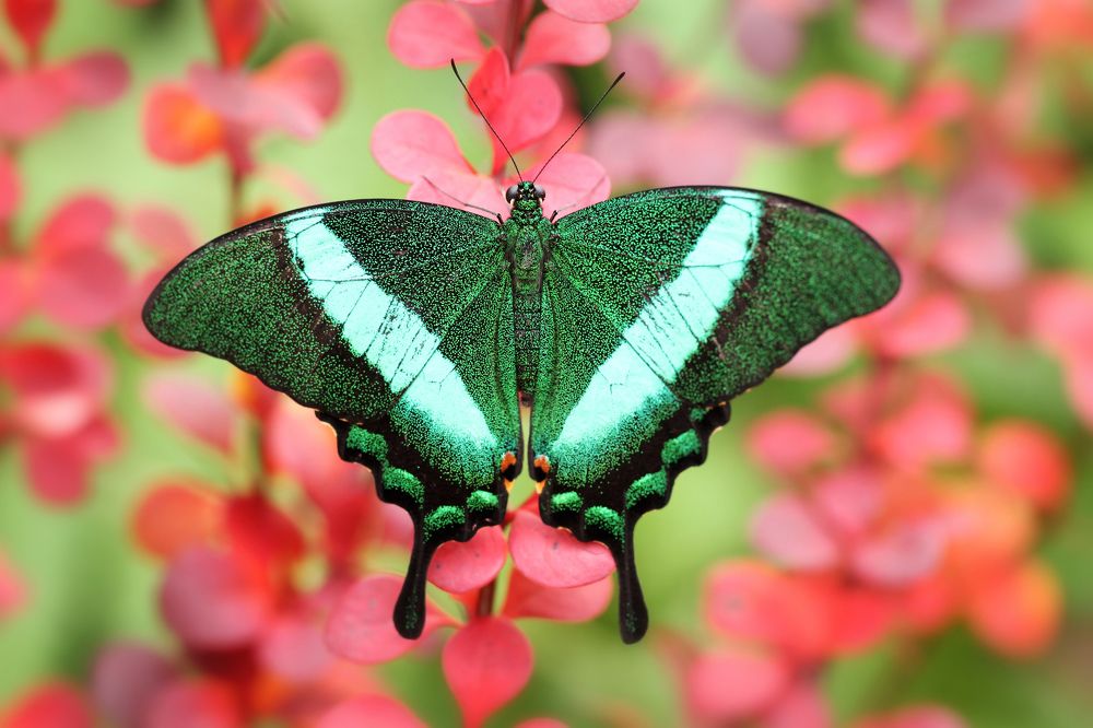 Палинур в сочных красках осени
