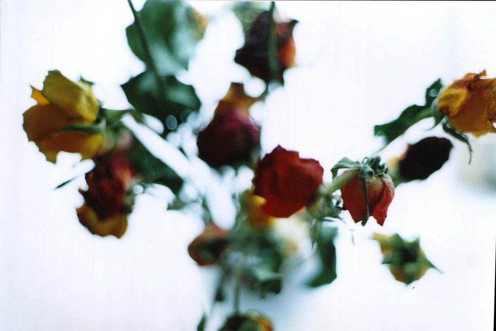 Photograph by Mahdieh Katouzian -