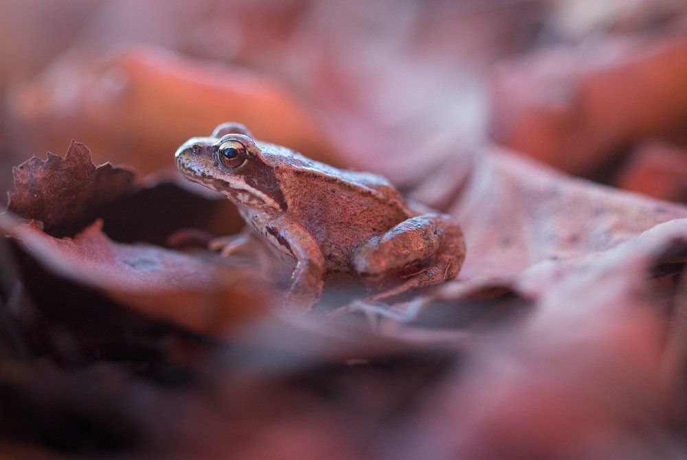 Осенний блюз
