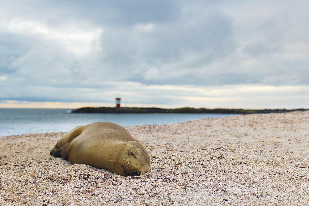 SEA LION AND THE LIGHTHOUSE