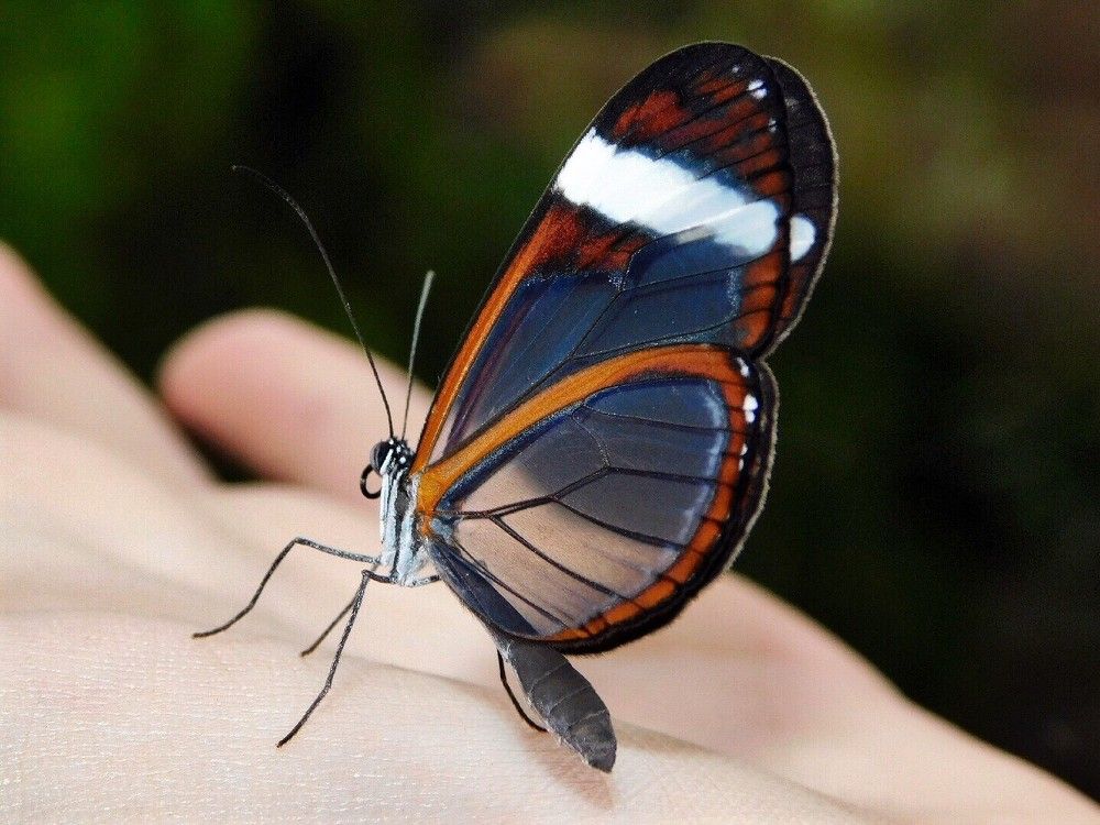 The cristal wings butterfly